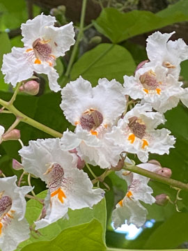 catalpa