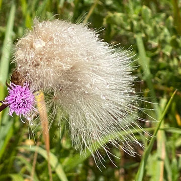 thistle