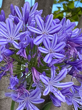 agapanthus