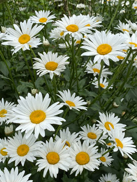 daisies