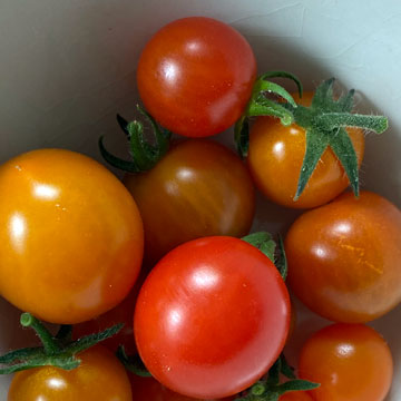 tomatoes