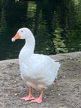 goose