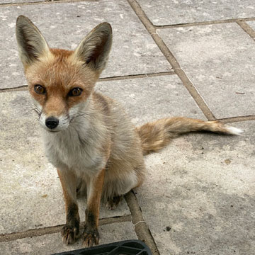 fox