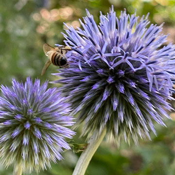 echinops