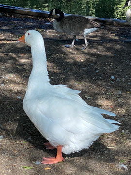 goose