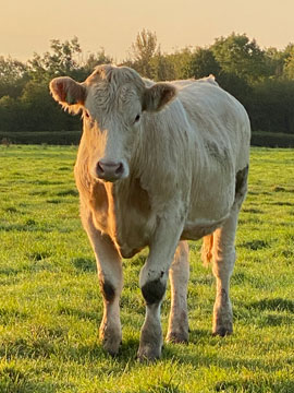 cow