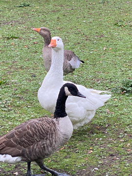 geese