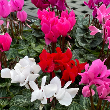 cyclamen
