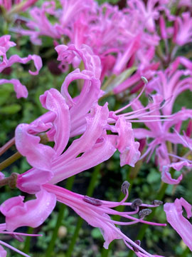 nerine