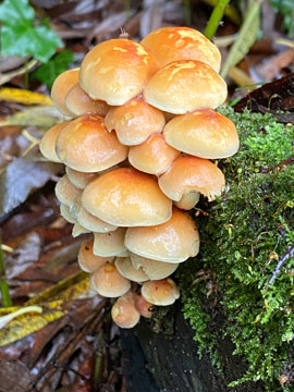 fungi