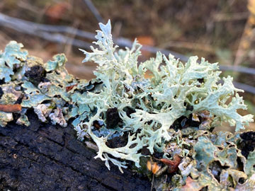 lichen
