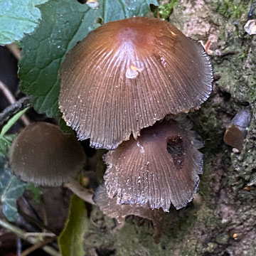 fungus