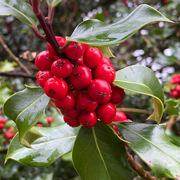 holly
