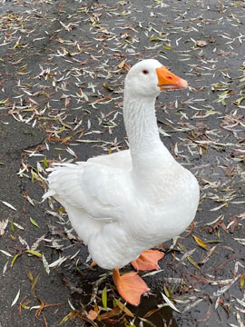 goose