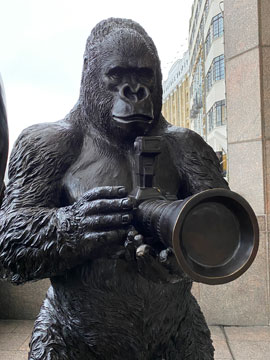 gorilla
