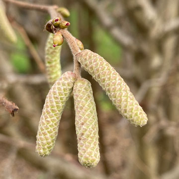 catkins