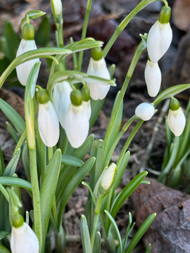 snowdrops