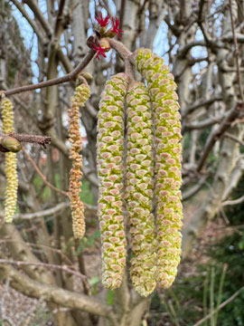 catkins