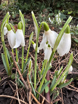 snowdrops