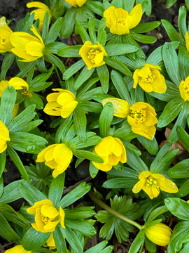 aconites