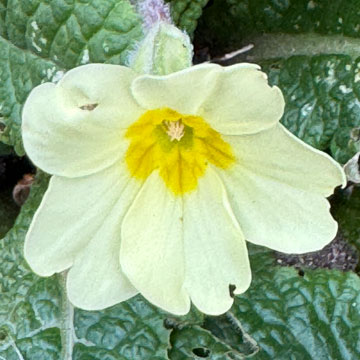 primula