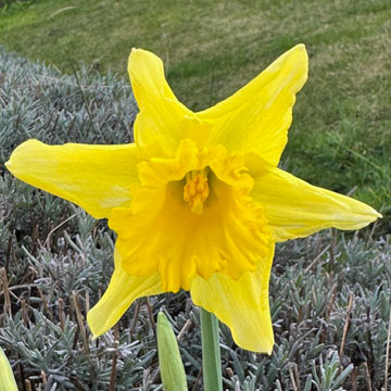daffodil