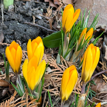crocus