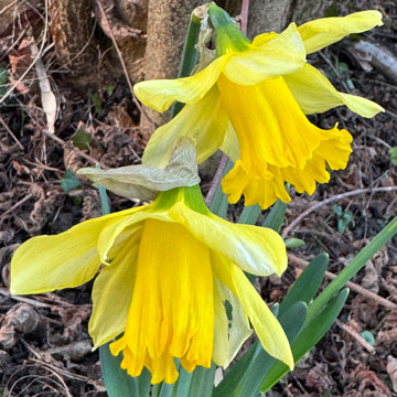 daffs