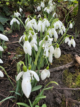 snowdrops