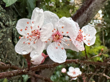 Prunus