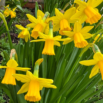 daffodils