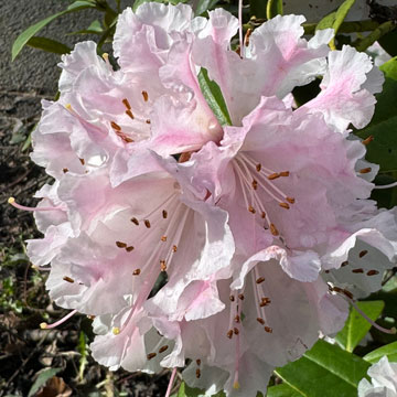rhodie