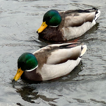 mallards