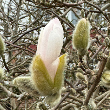 magnolia