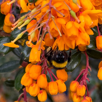 bee on plant