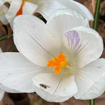 crocus