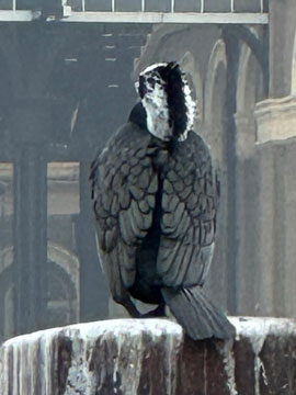 cormorant