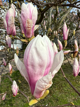 magnolia