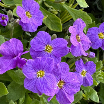 aubretia