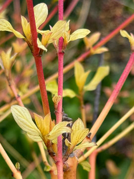 cornus