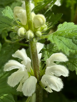 nettle