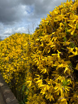 forsythia