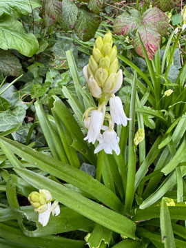white bluebell