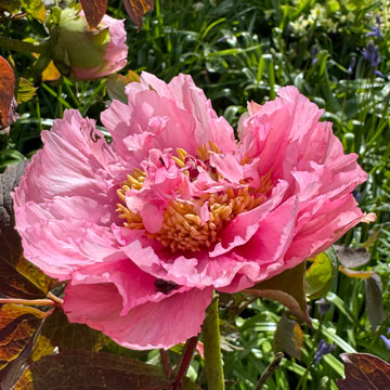 paeony