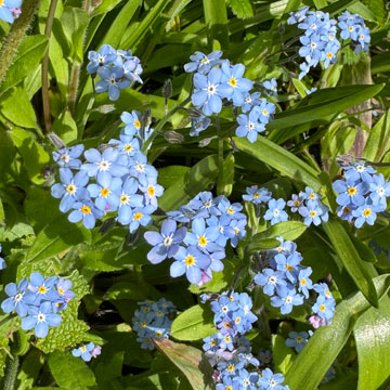 forget me nots