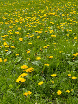 dandelions