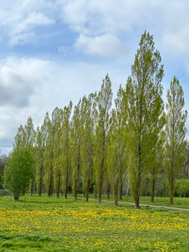 Richmal Crompton Fields