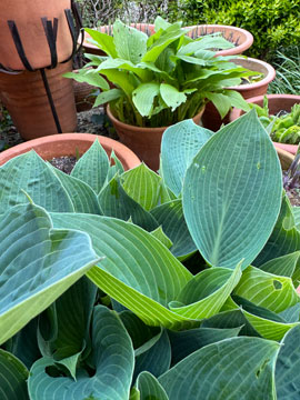 hostas