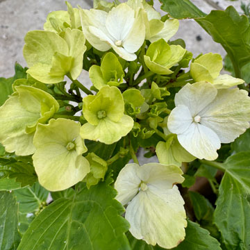 hydrangea