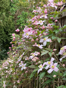 clematis